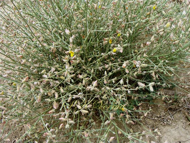   Plant (with very few leaves)